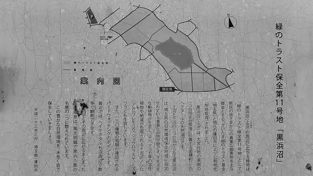 黒浜沼・上沼(くろはまぬま・うえぬま)：蓮田市